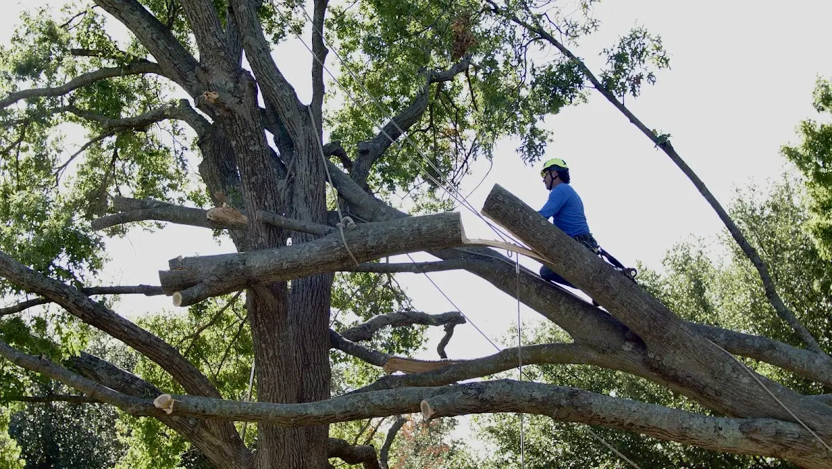 Professional Hazardous Tree Removal performed by certified arborists in Gordonsville